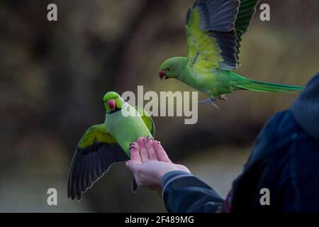 Londres, Royaume-Uni. 19 mars 2021. Météo au Royaume-Uni – les parakeets sont nourris par le public lors d'un après-midi ensoleillé de printemps dans le parc St James's. Le gouvernement britannique devrait relâcher davantage les restrictions de verrouillage du coronavirus dans les prochaines semaines, ce qui permettra de socialiser davantage à l'extérieur. Credit: Stephen Chung / Alamy Live News Banque D'Images