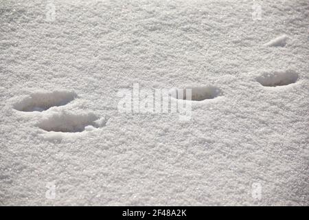 Vue en gros plan verticale des traces nettes et nettes de lapin dans la neige fraîche. Banque D'Images