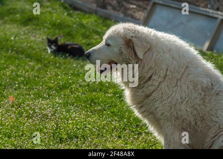 Chien de berger des Abruzzes qui garde le troupeau de moutons dans une petite ferme. Abruzzes, Italie, Europe Banque D'Images