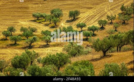 paysage rural d'une oliveraie dans un champ de blé fraîchement récolté. Abruzzes, Italie, Europe Banque D'Images