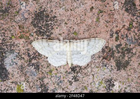 Crème nain Espèce d'onde Idaea fuscovenosa Essex, UK DANS000673 Banque D'Images