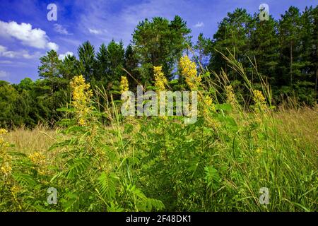 Senna sauvage poussant dans un pré sauvage de fleurs sauvages indigènes Et des herbes sur une ancienne couse de golf à Cherry Valley Réserve naturelle nationale de Pennsylvanie Banque D'Images