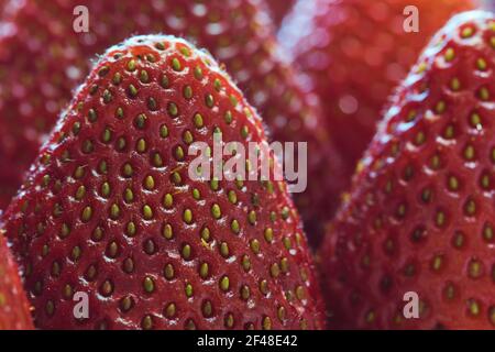 Macro fraises mûres avec mise au point sélective et détails fins en premier plan, image plein format. Banque D'Images