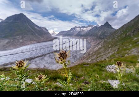 Glacier Altesch - suisse Banque D'Images