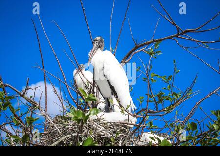 Les Storks en bois nichent dans les arbres au-dessus de l'eau stagnante. Les mâles et les femelles rassemblent des bâtons dans les environs. Ensemble, ils créent un bâton volumineux n Banque D'Images