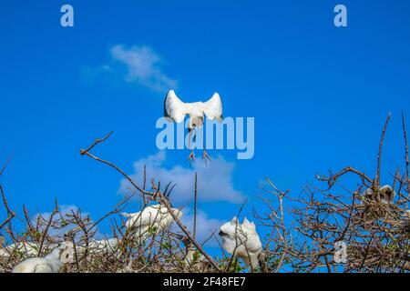 Les Storks en bois nichent dans les arbres au-dessus de l'eau stagnante. Les mâles et les femelles rassemblent des bâtons dans les environs. Ensemble, ils créent un bâton volumineux n Banque D'Images