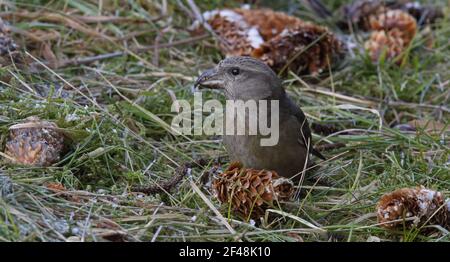 Jeune bec-croisé rouge, bec-croisé commun au sol, manger sur des cônes d'épinette Banque D'Images