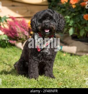 Cavapoo Banque D'Images