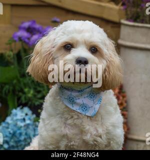 Cavapoo Banque D'Images