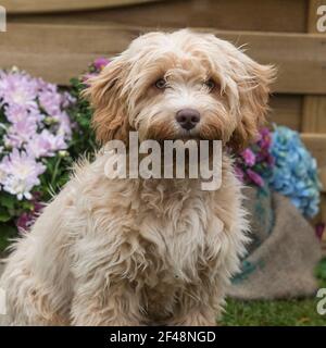 Cavapoo Banque D'Images