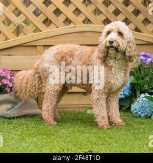 Cockapoo dog Banque D'Images