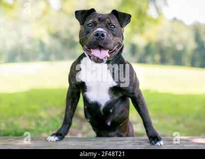 Un heureux bringé et blanc Staffordshire Bull Terrier mixte race chien debout avec ses pattes avant sur un banc Banque D'Images