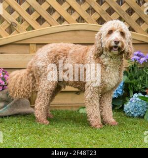 Cockapoo dog Banque D'Images