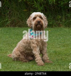 Cockapoo dog Banque D'Images