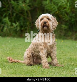 Cockapoo dog Banque D'Images