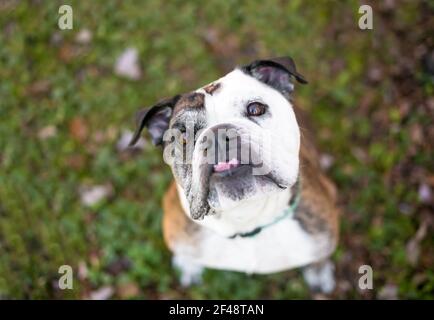 Un Bulldog anglais de race pure avec un sous-mordant assis à l'extérieur et regarder la caméra avec une inclinaison de la tête Banque D'Images