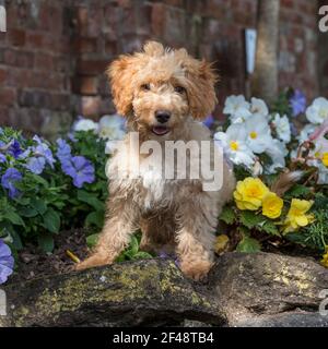 Cockapoo dog Banque D'Images