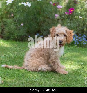 Cockapoo dog Banque D'Images
