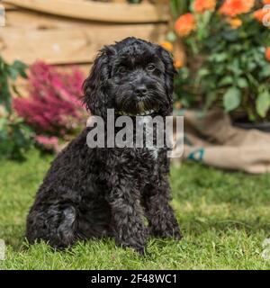 Cockapoo dog Banque D'Images