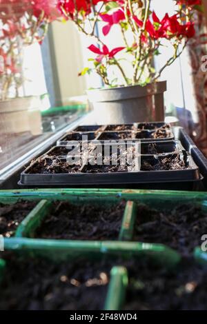 Semences de tomates plantées au printemps sur un rebord de fenêtre au soleil. Banque D'Images