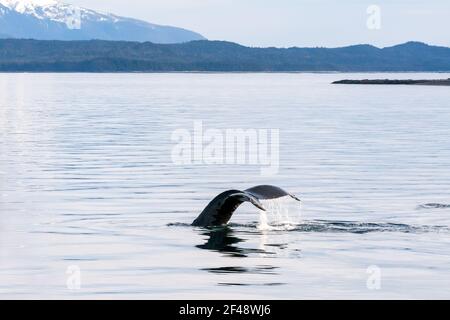 Le fluke ou la queue d'une baleine à bosse (Megaptera novaeangliae) Comme il plonge dans les eaux du sud de l'Alaska Banque D'Images