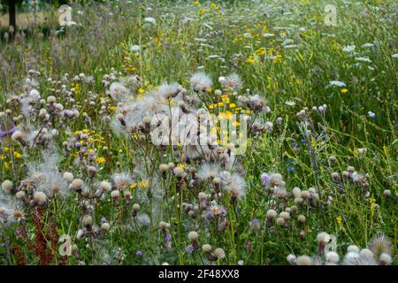 Beaucoup de chardon de champ avec des graines dans un pré de fleur Banque D'Images