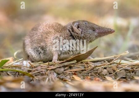 La merde à dents blanches (Crocidura suaveolens) dans l'habitat naturel. Cévennes, France. Scène sauvage dans la nature de l'Europe. Banque D'Images