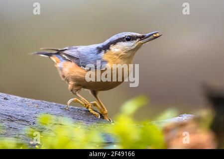 Le Nuthatch eurasien (Sitta europaea) aussi appelé nuthatch de bois accroché à un tronc d'arbre dans la forêt. La faune dans la nature. Souvent vu comme oiseau de jardin. Liv Banque D'Images