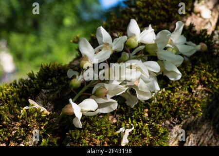 Gros plan d'une fleur d'acacia, Moscou, Russie Banque D'Images