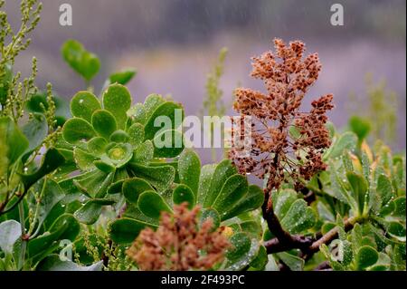 Jardin avec plantes d'Aeonium undulatum sous la pluie. Banque D'Images