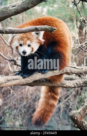 Le panda rouge, le zoo de Central Park, NYC, USA Banque D'Images