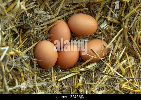 Une couvée d'œufs fraîchement préparée par une poule de race Livornaise dans un nid artificiel d'une ferme des Abruzzes. Abruzzes, Italie, Europe Banque D'Images