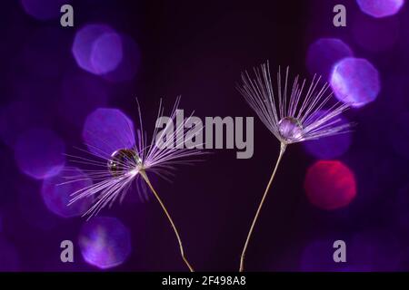 Un gros plan de graines de pissenlit avec des gouttelettes d'eau un arrière-plan violet Banque D'Images