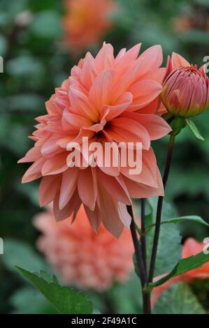 Dahlias aux nénuphars roses Peachy avec des pétales parfaits qui poussent dans un Jardin Banque D'Images