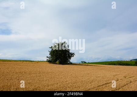 Paysage avec un champ de grain, un arbre au milieu et beaucoup de ciel Banque D'Images