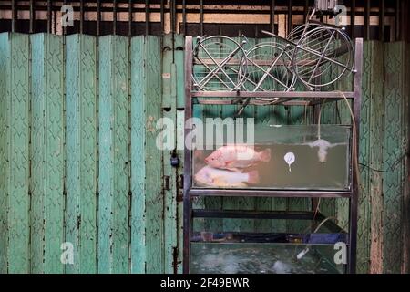 Deux poissons dans l'aquarium à l'extérieur de la rue près du restaurant de fruits de mer. Banque D'Images