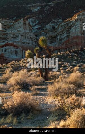 Un Joshua Tree devant un canyon rouge dans Red Rock Canyon, CA Banque D'Images