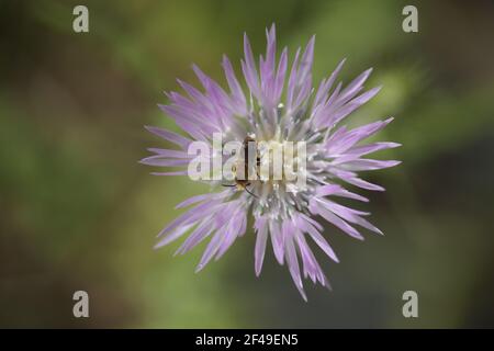 Flora of Gran Canaria - Floraison Galactites tomentosa, chardon au lait violet, fond floral macro naturel Banque D'Images