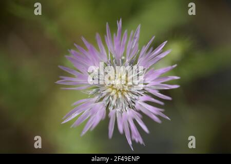 Flora of Gran Canaria - Floraison Galactites tomentosa, chardon au lait violet, fond floral macro naturel Banque D'Images