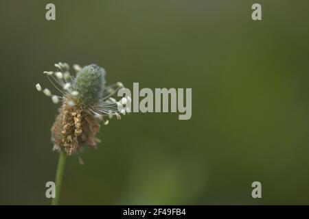 Flore de Gran Canaria - Plantago lagopus ou harefoot nagomawort fond floral macro-floral naturel Banque D'Images