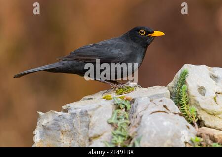 Oiseau noir commun (Turdus merula), vue latérale d'un homme adulte perché sur un rocher, Campanie, Italie Banque D'Images