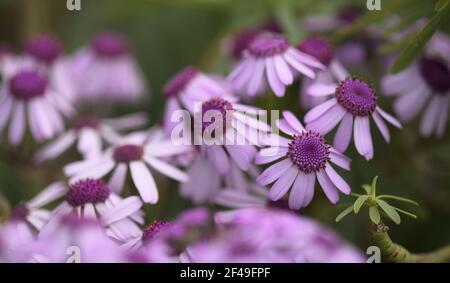 Flore de Gran Canaria - fleurs magenta de Pericallis webbii, endémique à l'île, fond macro floral naturel Banque D'Images