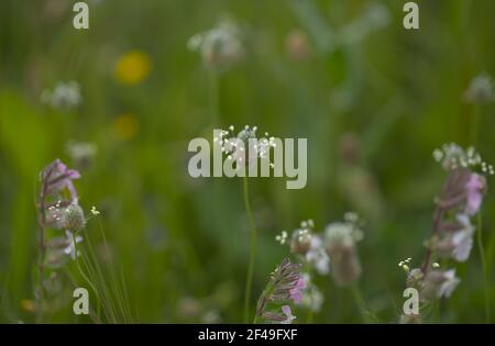 Flore de Gran Canaria - Plantago lagopus ou harefoot nagomawort fond floral macro-floral naturel Banque D'Images