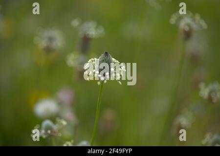 Flore de Gran Canaria - Plantago lagopus ou harefoot nagomawort fond floral macro-floral naturel Banque D'Images