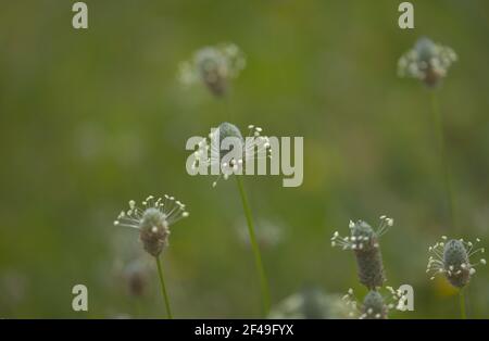 Flore de Gran Canaria - Plantago lagopus ou harefoot nagomawort fond floral macro-floral naturel Banque D'Images