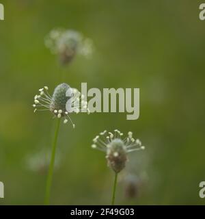 Flore de Gran Canaria - Plantago lagopus ou harefoot nagomawort fond floral macro-floral naturel Banque D'Images