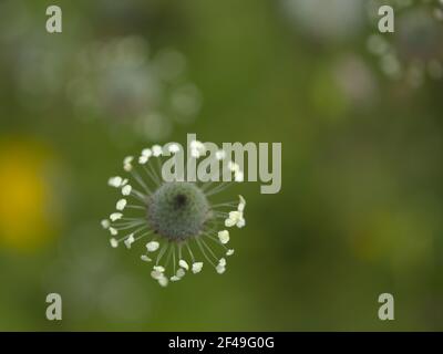 Flore de Gran Canaria - Plantago lagopus ou harefoot nagomawort fond floral macro-floral naturel Banque D'Images