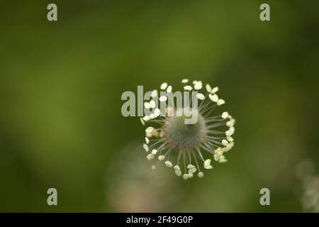 Flore de Gran Canaria - Plantago lagopus ou harefoot nagomawort fond floral macro-floral naturel Banque D'Images