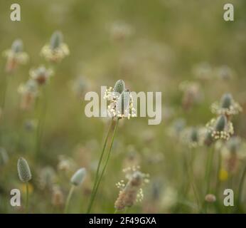 Flore de Gran Canaria - Plantago lagopus ou harefoot nagomawort fond floral macro-floral naturel Banque D'Images