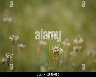 Flore de Gran Canaria - Plantago lagopus ou harefoot nagomawort fond floral macro-floral naturel Banque D'Images